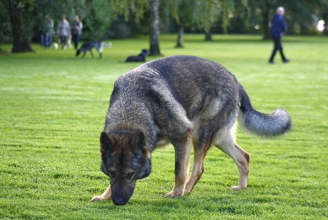 Hundewiese Eickhorst